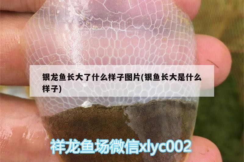 銀龍魚長大了什么樣子圖片(銀魚長大是什么樣子)
