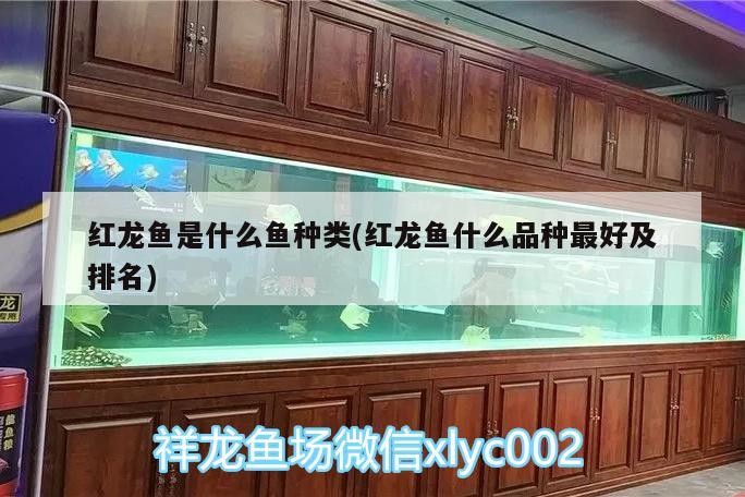 紅龍魚是什么魚種類(紅龍魚什么品種最好及排名)