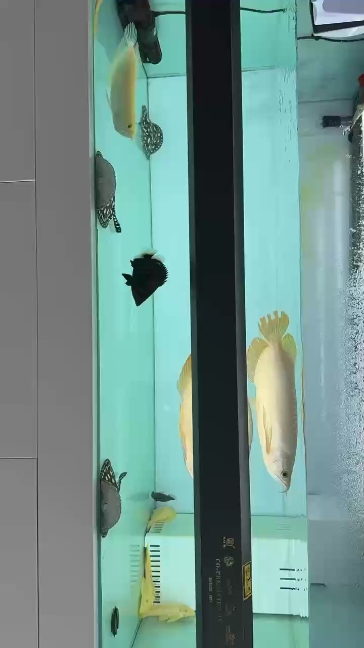 每天狀態都嘎嘎好