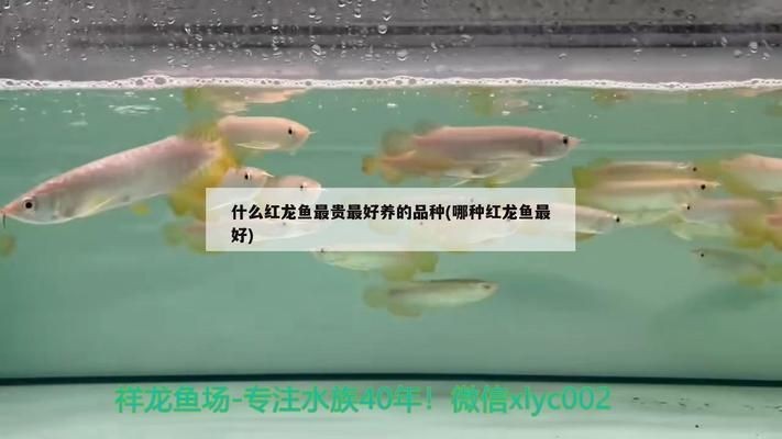 血麒麟紅龍魚特點：如何區分血麒麟紅龍魚
