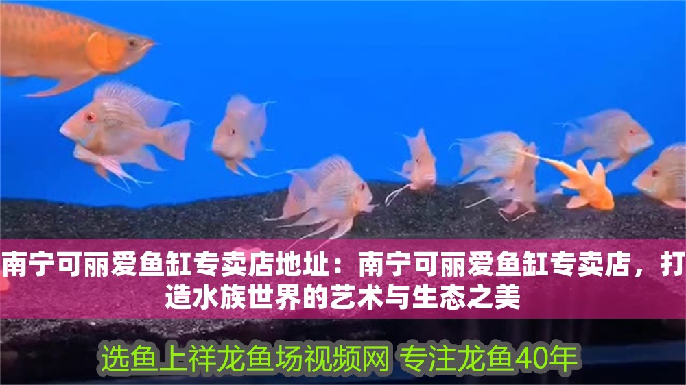 南寧可麗愛魚缸專賣店地址：南寧可麗愛魚缸專賣店，打造水族世界的藝術與生態之美