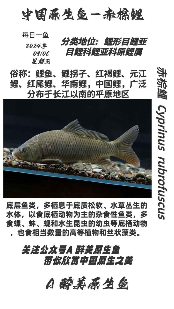 赤棕鯉
