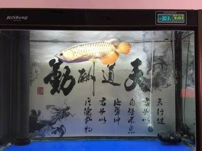 大慶龍魚vs祥龍魚場（大慶龍魚與祥龍魚場的區別）
