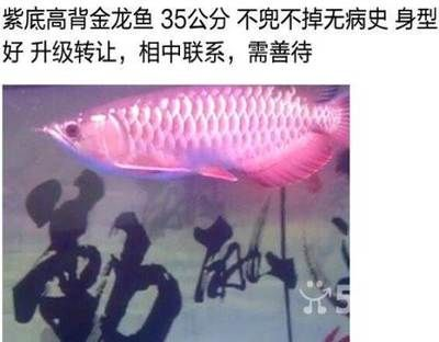 大慶龍魚vs祥龍魚場（大慶龍魚與祥龍魚場的區別）