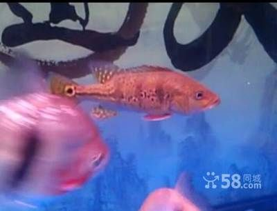 大慶龍魚vs祥龍魚場（大慶龍魚與祥龍魚場的區別）