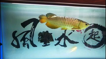 大慶龍魚vs祥龍魚場（大慶龍魚與祥龍魚場的區別）