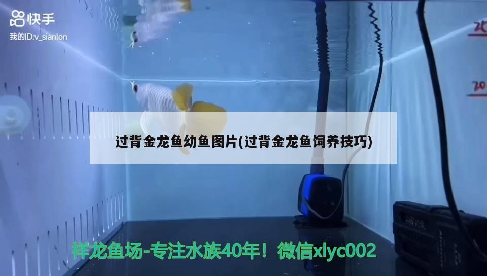 過背金龍魚幼魚圖片(過背金龍魚飼養技巧)