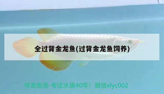 全過背金龍魚(過背金龍魚飼養)