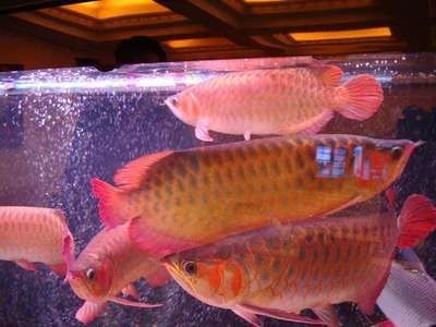 酒泉龍魚vs祥龍魚場（探討酒泉龍魚與祥龍魚場的差異之前）