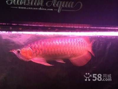 濟寧龍魚vs祥龍魚場（探討濟寧龍魚與祥龍魚魚場的區別之前需要明確兩個概念）