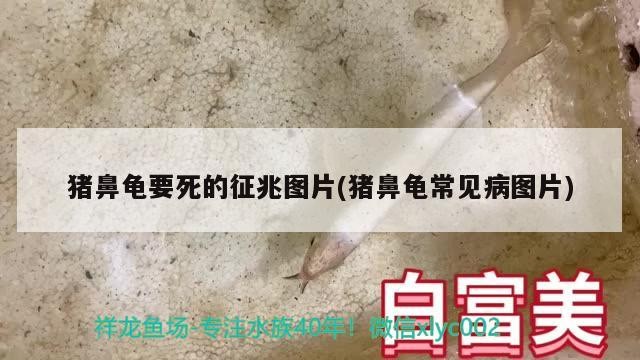豬鼻龜要死的征兆圖片(豬鼻龜常見病圖片)