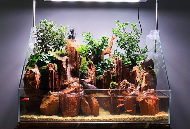 成品魚缸改水陸缸好嗎：成品魚缸改水陸缸的優缺點 成品魚缸改水陸缸好嗎：成品魚缸改水陸缸的優缺點 魚缸百科 第2張