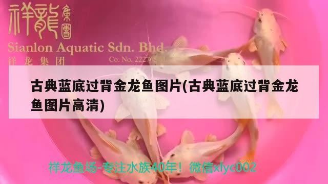 古典藍底過背金龍魚圖片(古典藍底過背金龍魚圖片高清)