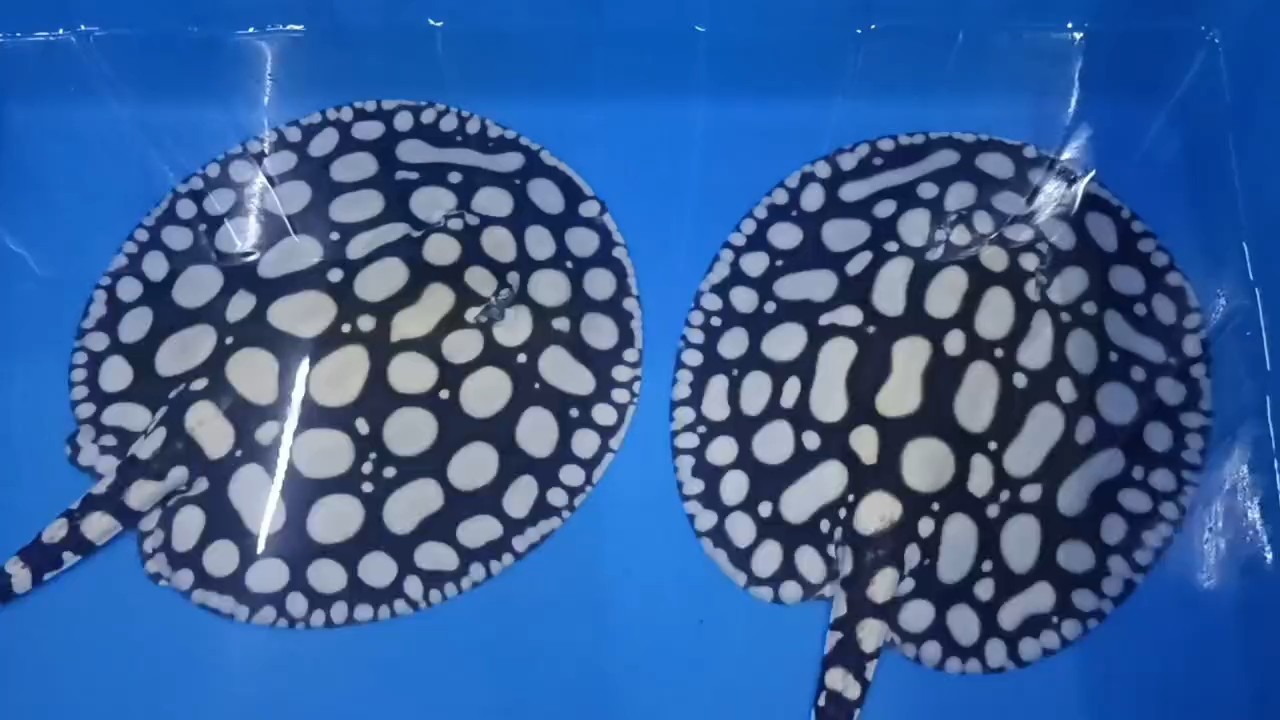 移大缸