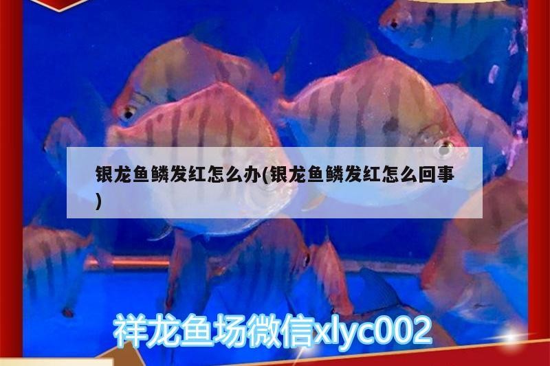 銀龍魚鱗發紅怎么辦(銀龍魚鱗發紅怎么回事)