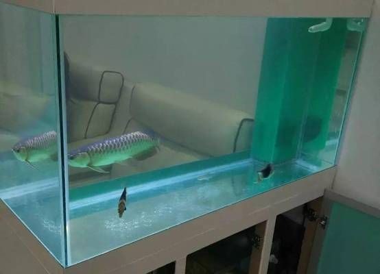 2米長的魚缸多寬合適呢：魚缸寬度多大合適？
