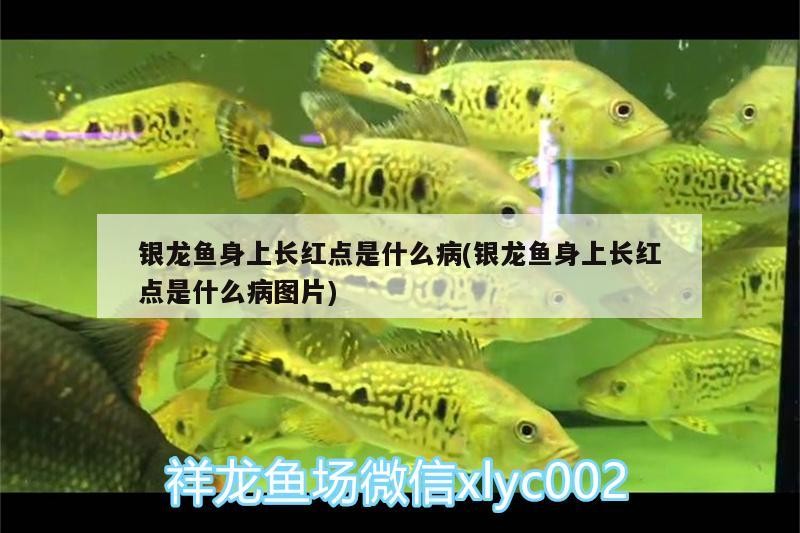 銀龍魚身上長紅點是什么病(銀龍魚身上長紅點是什么病圖片)