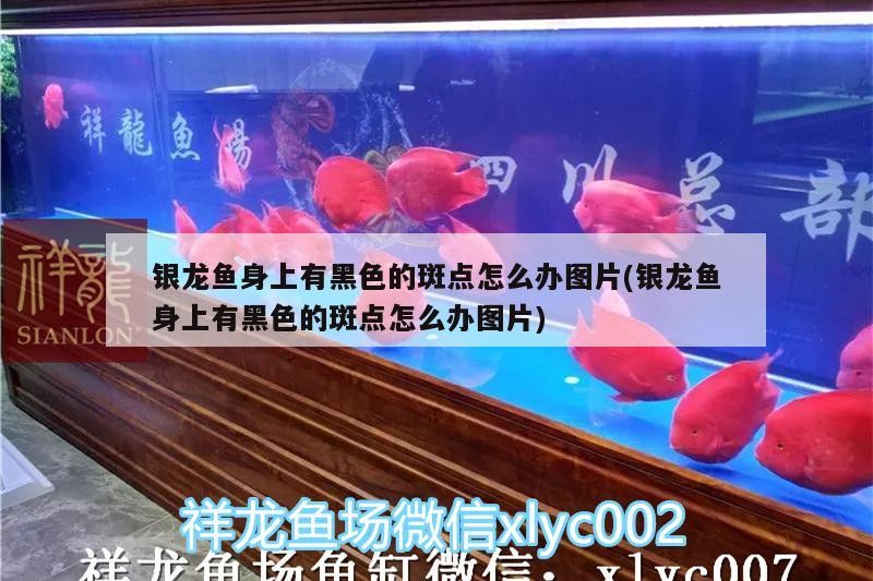 銀龍魚身上有黑色的斑點怎么辦圖片(銀龍魚身上有黑色的斑點怎么辦圖片)