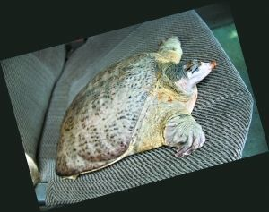 豬鼻龜招財辟邪嗎視頻：家里養什么烏龜招財