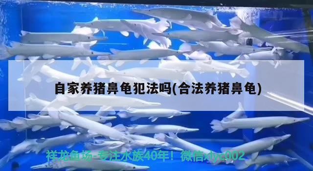 自家養(yǎng)豬鼻龜犯法嗎(合法養(yǎng)豬鼻龜)