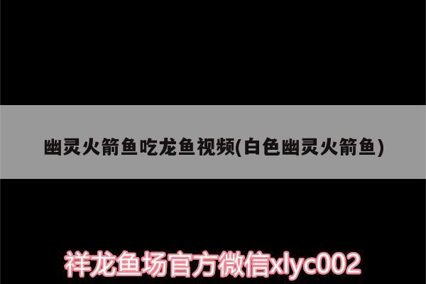 幽靈火箭魚吃龍魚視頻(白色幽靈火箭魚)