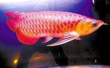 紅龍魚怎么挑選品質：如何挑選紅龍魚