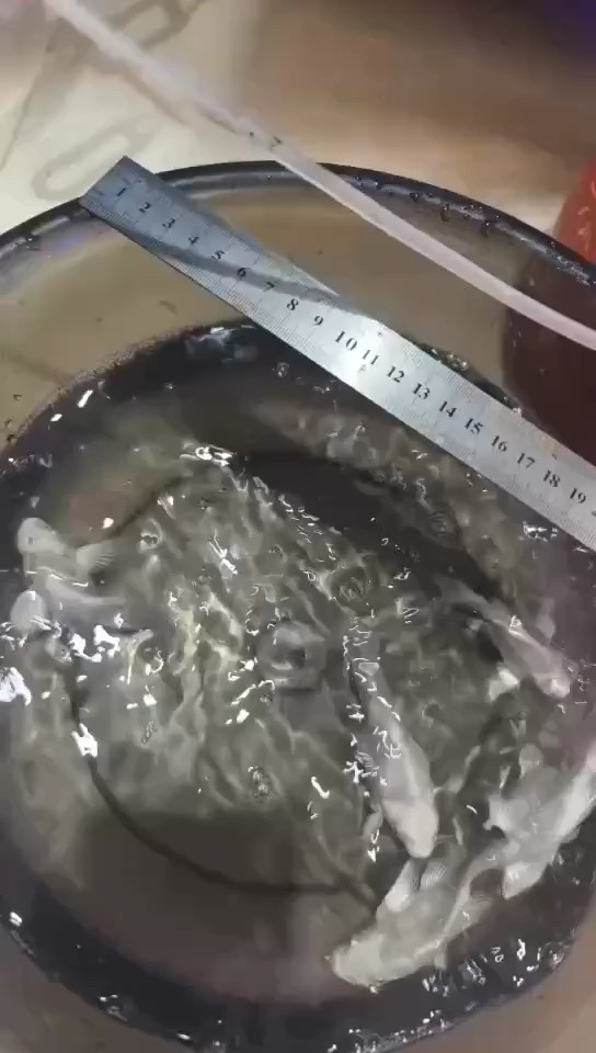 球體蝴蝶鯉苗
