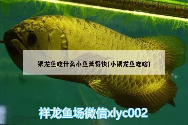 銀龍魚吃什么小魚長得快(小銀龍魚吃啥)