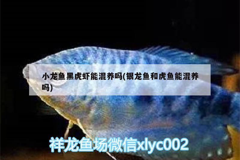 小龍魚黑虎蝦能混養(yǎng)嗎(銀龍魚和虎魚能混養(yǎng)嗎)