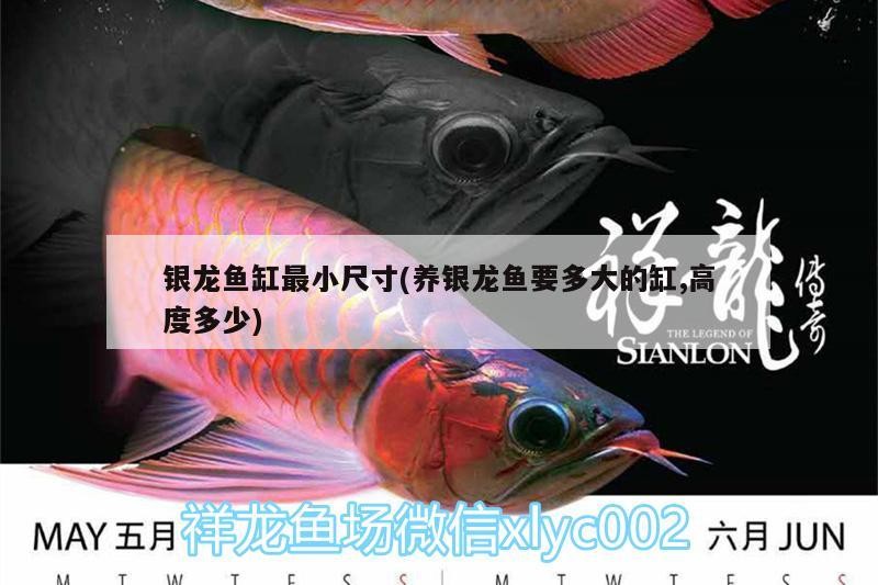 銀龍魚缸最小尺寸(養銀龍魚要多大的缸,高度多少)
