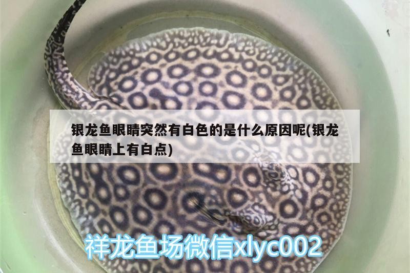 銀龍魚眼睛突然有白色的是什么原因呢(銀龍魚眼睛上有白點)