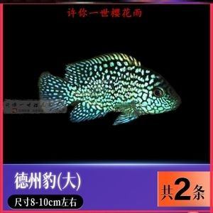 皇冠魟魚白點中間發黑：皇冠魟魚白點中間發黑可能是由于遺傳因素引起的