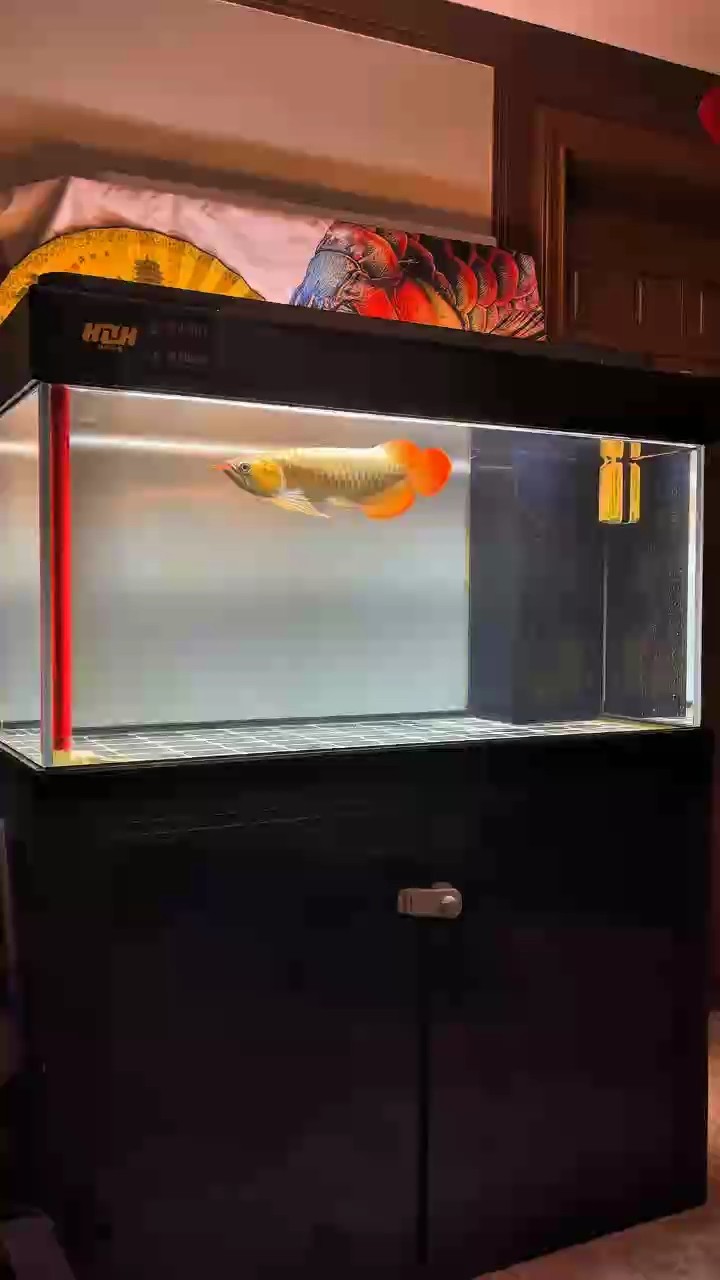 魚缸用增氧泵價格是多少:魚缸增氧機-xtrac增氧機-xtrac增氧機 上黑底,進(jìn)入發(fā)色 龍魚論壇 上黑底,進(jìn)入發(fā)色 上黑底,進(jìn)入發(fā)色 龍魚論壇