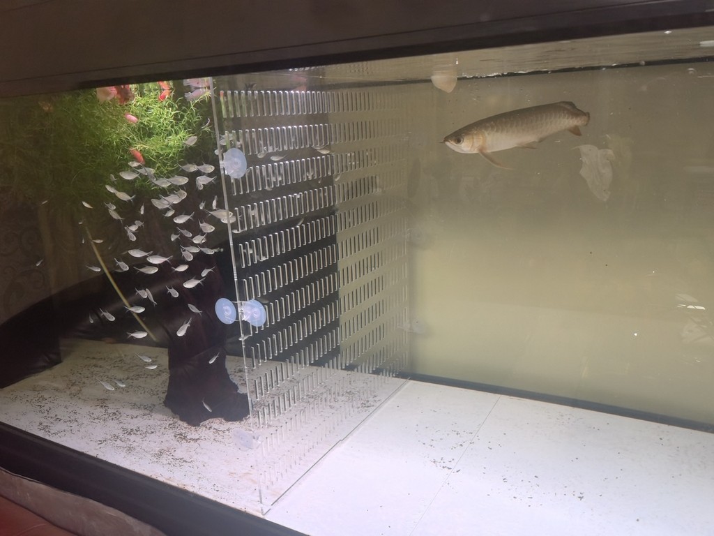 準(zhǔn)備記錄丑小鴨到白天鵝的蛻變