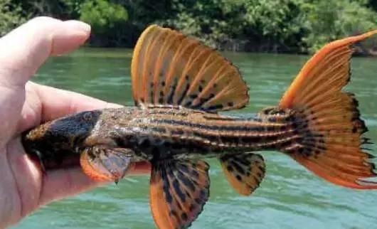魟魚吃不到食物：魟魚吃不到食物可能是由于多種原因導致的