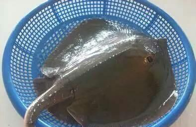 魟魚吃不到食物：魟魚吃不到食物可能是由于多種原因導致的