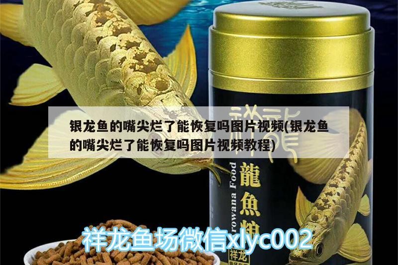銀龍魚的嘴尖爛了能恢復(fù)嗎圖片視頻(銀龍魚的嘴尖爛了能恢復(fù)嗎圖片視頻教程)