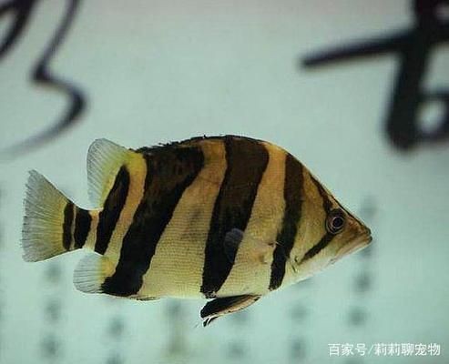小虎魚為什么會變黑：小虎魚為什么變黑