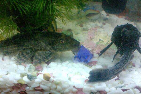 雷龍魚長什么樣子（雷龍魚長什么樣子圖片）