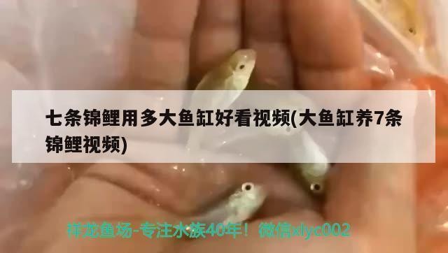 金龍魚是什么企業的產品