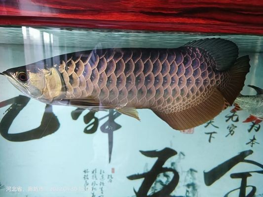 龍魚趴在缸底怎么辦啊vs祥龍魚場(chǎng)：龍魚趴缸底的原因及解決辦法