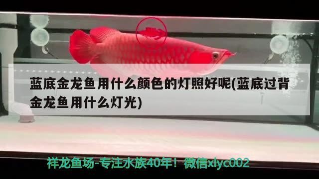 藍底金龍魚用什么顏色的燈照好呢(藍底過背金龍魚用什么燈光)