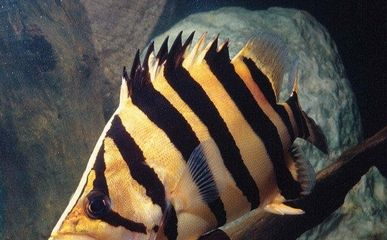 虎魚圍脖與不圍脖的區別：虎魚圍脖與不圍脖的區別在哪里？
