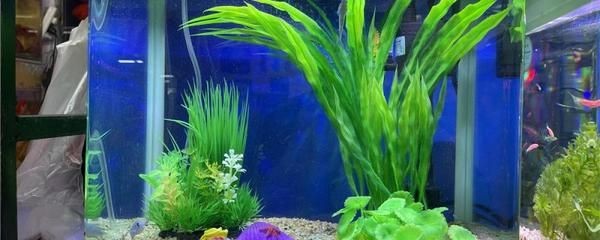1米高的魚缸適合養什么魚：1米高的魚缸適合養什么樣的魚？