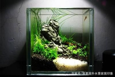 20的小魚(yú)缸適合養(yǎng)什么魚(yú)：20厘米小魚(yú)缸養(yǎng)魚(yú)需要注意什么，小魚(yú)缸養(yǎng)魚(yú)需要注意什么
