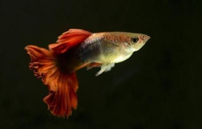 20的小魚(yú)缸適合養(yǎng)什么魚(yú)：20厘米小魚(yú)缸養(yǎng)魚(yú)需要注意什么，小魚(yú)缸養(yǎng)魚(yú)需要注意什么