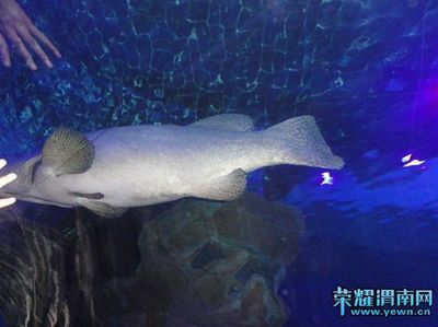 渭南水族館vs祥龍魚場（渭南水族館和祥龍魚場各有側重）