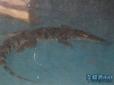 渭南水族館vs祥龍魚場（渭南水族館和祥龍魚場各有側(cè)重）
