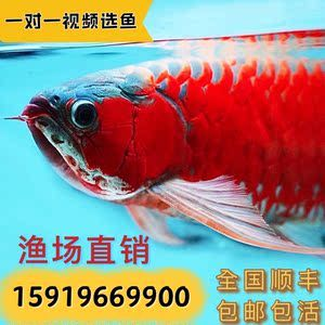 紅龍魚活體魚怎么喂養