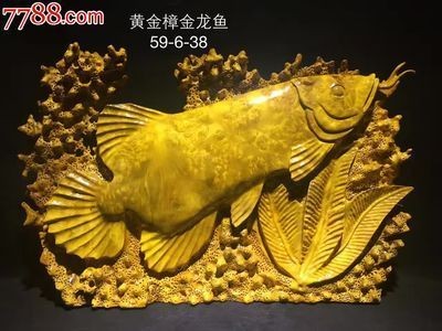 黃金金龍魚多少錢一條 黃金金龍魚多少錢一條 龍魚百科 第2張